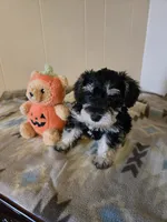Ella, a female Miniature Schnauzer for sale in Quincy, IL – 2 of 5