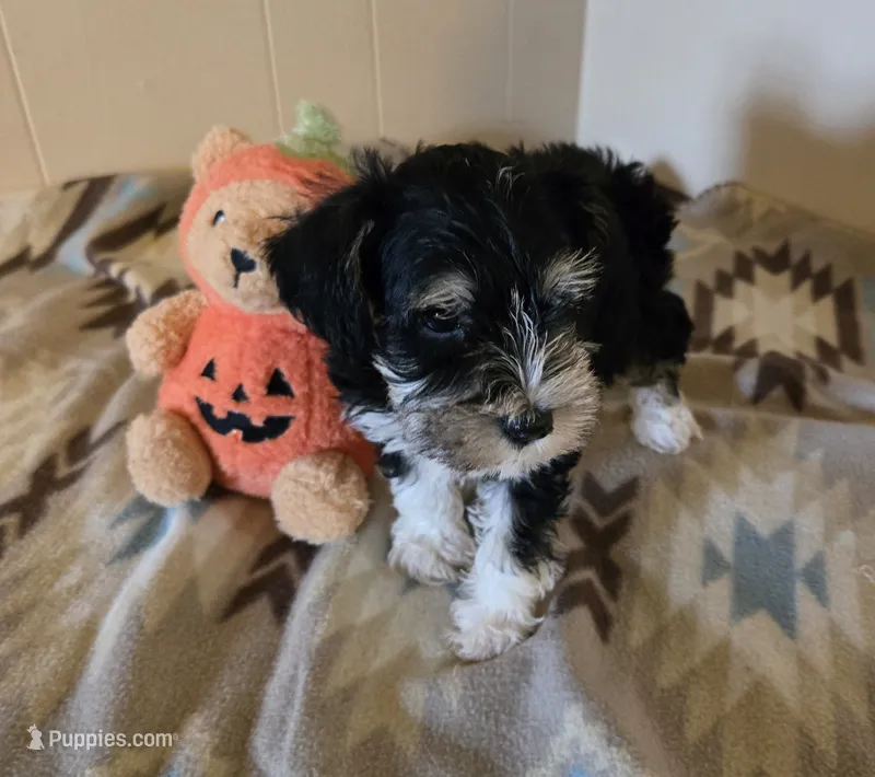 Miranda – Miniature Schnauzer puppy for sale in Quincy, IL