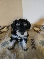 Ella, a female Miniature Schnauzer for sale in Quincy, IL – 4 of 5
