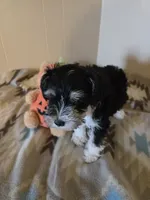 Miranda, a female Miniature Schnauzer for sale in Quincy, IL – 4 of 5