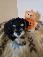 Riley, a male Miniature Schnauzer for sale in Quincy, IL – 3 of 5