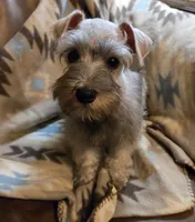 Harper, a female Miniature Schnauzer for sale in Quincy, IL – 3 of 10
