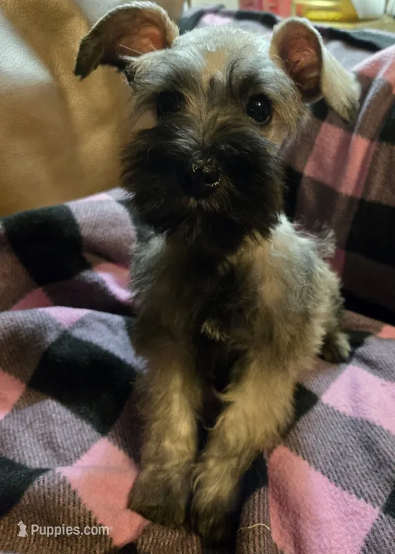 Hanna – Miniature Schnauzer puppy for sale in Quincy, IL