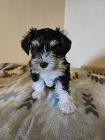 Lanie, a female Miniature Schnauzer for sale in Quincy, IL – 3 of 5