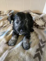 Hogan, a male Miniature Schnauzer for sale in Quincy, IL – 3 of 5