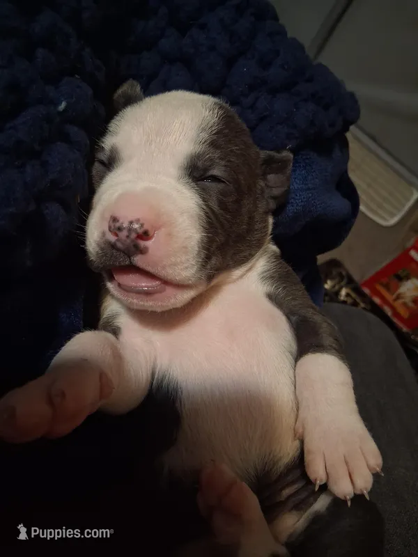 Baby, a female American Pit Bull Terrier for sale in Kettle Falls, WA – Photo 1 of 1