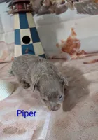 Piper ACA, a male Chihuahua for sale in Lebanon, PA – 3 of 5
