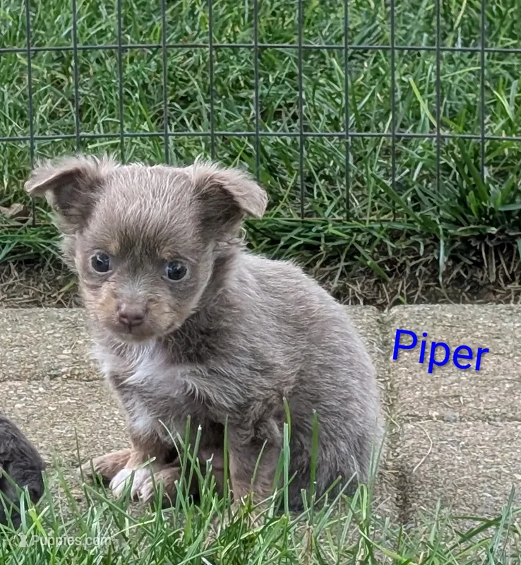 Piper ACA – Chihuahua puppy for sale in Lebanon, PA
