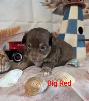 Big Red ACA, a male Chihuahua for sale in Lebanon, PA – 4 of 5