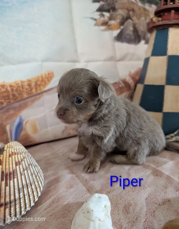 Piper ACA – Chihuahua puppy for sale in Lebanon, PA