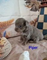 Piper ACA, a male Chihuahua for sale in Lebanon, PA – 1 of 5