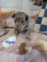 Piper ACA, a male Chihuahua for sale in Lebanon, PA – 4 of 5