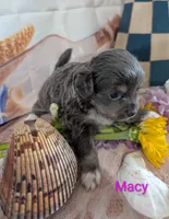 Macy ACA, a female Chihuahua for sale in Lebanon, PA – 4 of 5