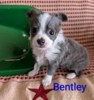 Bently, a male Chihuahua for sale in Lebanon, PA – Photo 2 of 10
