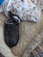 Bently, a male Chihuahua for sale in Lebanon, PA – Photo 10 of 10