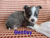 Bently, a male Chihuahua for sale in Lebanon, PA – Photo 9 of 10