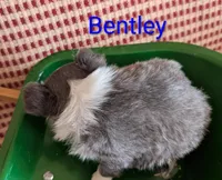 Bently, a male Chihuahua for sale in Lebanon, PA – Photo 4 of 10