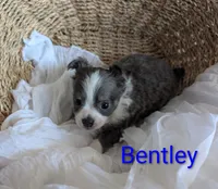 Bently, a male Chihuahua for sale in Lebanon, PA – Photo 5 of 10