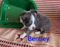 Bently, a male Chihuahua for sale in Lebanon, PA – Photo 6 of 10