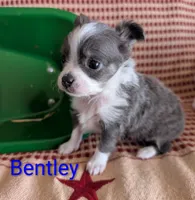 Bently, a male Chihuahua for sale in Lebanon, PA – Photo 3 of 10