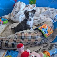 Bently, a male Chihuahua for sale in Lebanon, PA – Photo 1 of 10