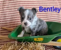 Bently, a male Chihuahua for sale in Lebanon, PA – Photo 7 of 10