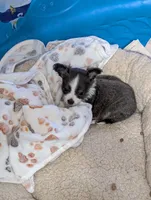 Bently, a male Chihuahua for sale in Lebanon, PA – Photo 8 of 10