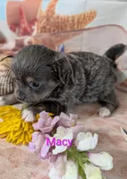 Macy ACA, a female Chihuahua for sale in Lebanon, PA – 2 of 5