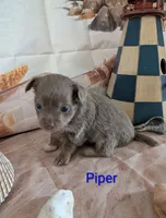 Piper ACA, a male Chihuahua for sale in Lebanon, PA – 5 of 5