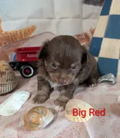 Big Red ACA, a male Chihuahua for sale in Lebanon, PA – 3 of 5