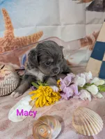 Macy ACA, a female Chihuahua for sale in Lebanon, PA – 3 of 5