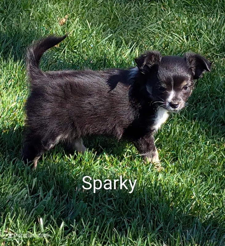 Sparky – Chihuahua puppy for sale in Lebanon, PA