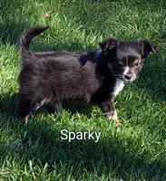 Sparky, a male Chihuahua for sale in Lebanon, PA – Photo 1 of 5