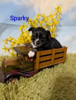 Sparky, a male Chihuahua for sale in Lebanon, PA – Photo 6 of 7