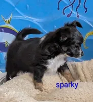 Sparky, a male Chihuahua for sale in Lebanon, PA – Photo 3 of 6