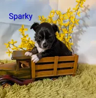 Sparky, a male Chihuahua for sale in Lebanon, PA – Photo 1 of 7