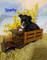 Sparky, a male Chihuahua for sale in Lebanon, PA – Photo 7 of 7