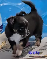 Sparky, a male Chihuahua for sale in Lebanon, PA – Photo 2 of 6