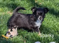 Sparky, a male Chihuahua for sale in Lebanon, PA – Photo 3 of 5