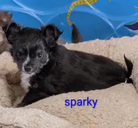 Sparky, a male Chihuahua for sale in Lebanon, PA – Photo 1 of 6