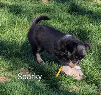 Sparky, a male Chihuahua for sale in Lebanon, PA – Photo 5 of 5