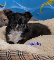 Sparky, a male Chihuahua for sale in Lebanon, PA – Photo 5 of 6