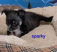 Sparky, a male Chihuahua for sale in Lebanon, PA – Photo 4 of 6