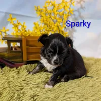 Sparky, a male Chihuahua for sale in Lebanon, PA – Photo 2 of 7