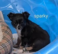 Sparky, a male Chihuahua for sale in Lebanon, PA – Photo 6 of 6