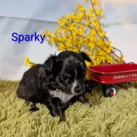 Sparky, a male Chihuahua for sale in Lebanon, PA – Photo 4 of 7