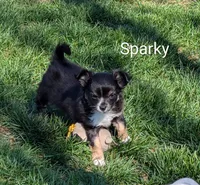 Sparky, a male Chihuahua for sale in Lebanon, PA – Photo 2 of 5