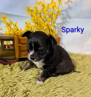 Sparky, a male Chihuahua for sale in Lebanon, PA – Photo 3 of 7