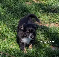 Sparky, a male Chihuahua for sale in Lebanon, PA – Photo 4 of 5