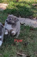 Piper ACA, a male Chihuahua for sale in Lebanon, PA – Photo 2 of 4